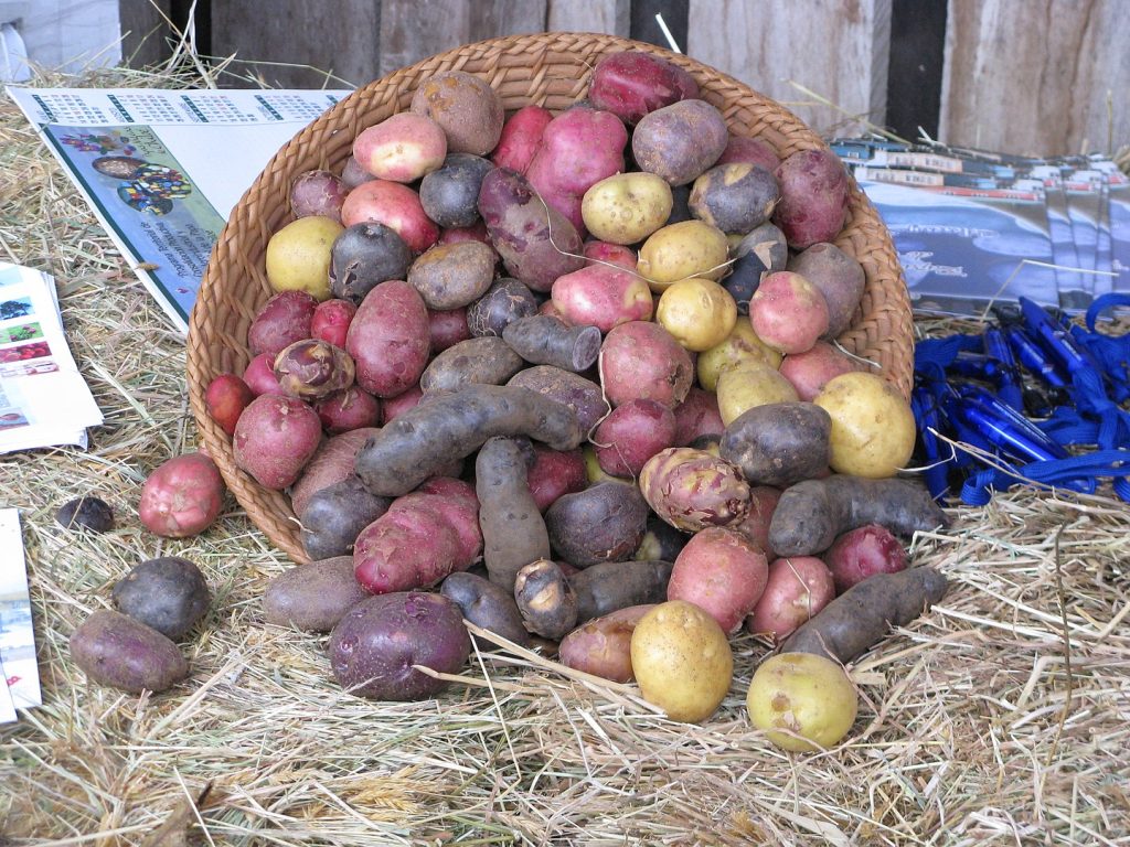 Potatoes with different pigmentation.