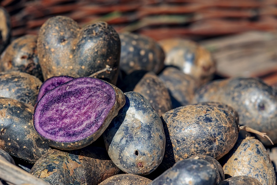 Purple Potato