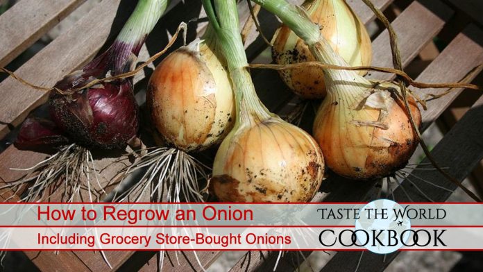 How to Regrow an Onion