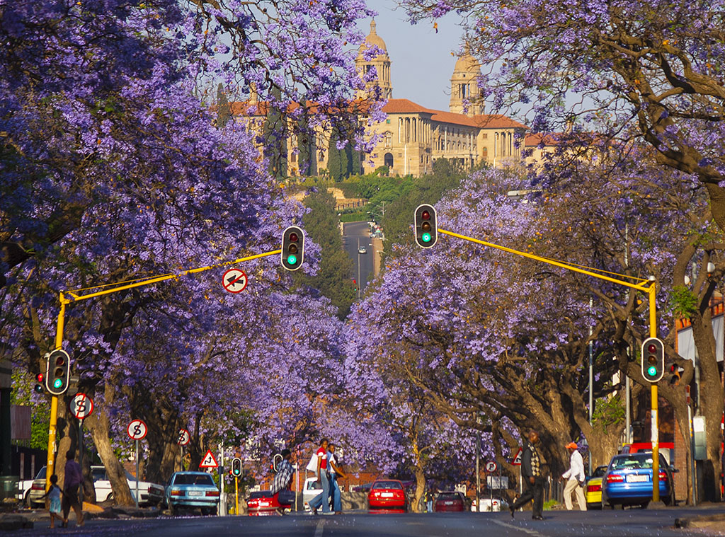 A street lined with jacarandas in Pretoria, with the Union Buildings atop Meintjieskop in the background