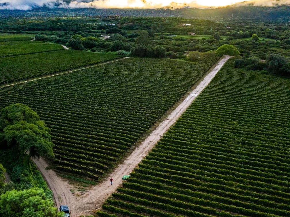 Aerial view of lush vineyards in Tarija, Bolivia, captured during the vibrant harvest season.