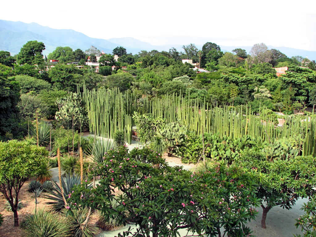 The lush and diverse plant life of the Jardín Etnobotánico de Oaxaca, featuring tall cacti and various native plants, with the Temple of Santo Domingo in the background.